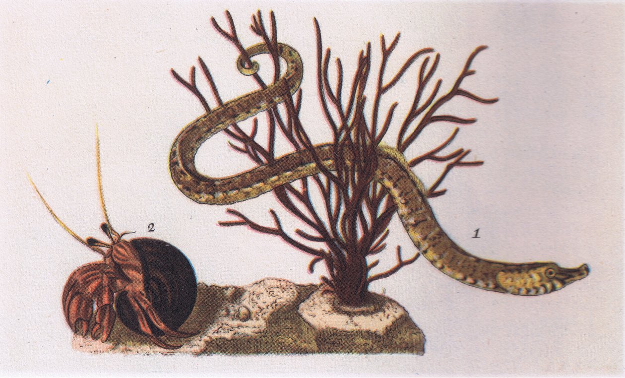 Pipe Fish e Hermit Crab, Nature in Britain publicado por Collins, 1946 de James Sowerby