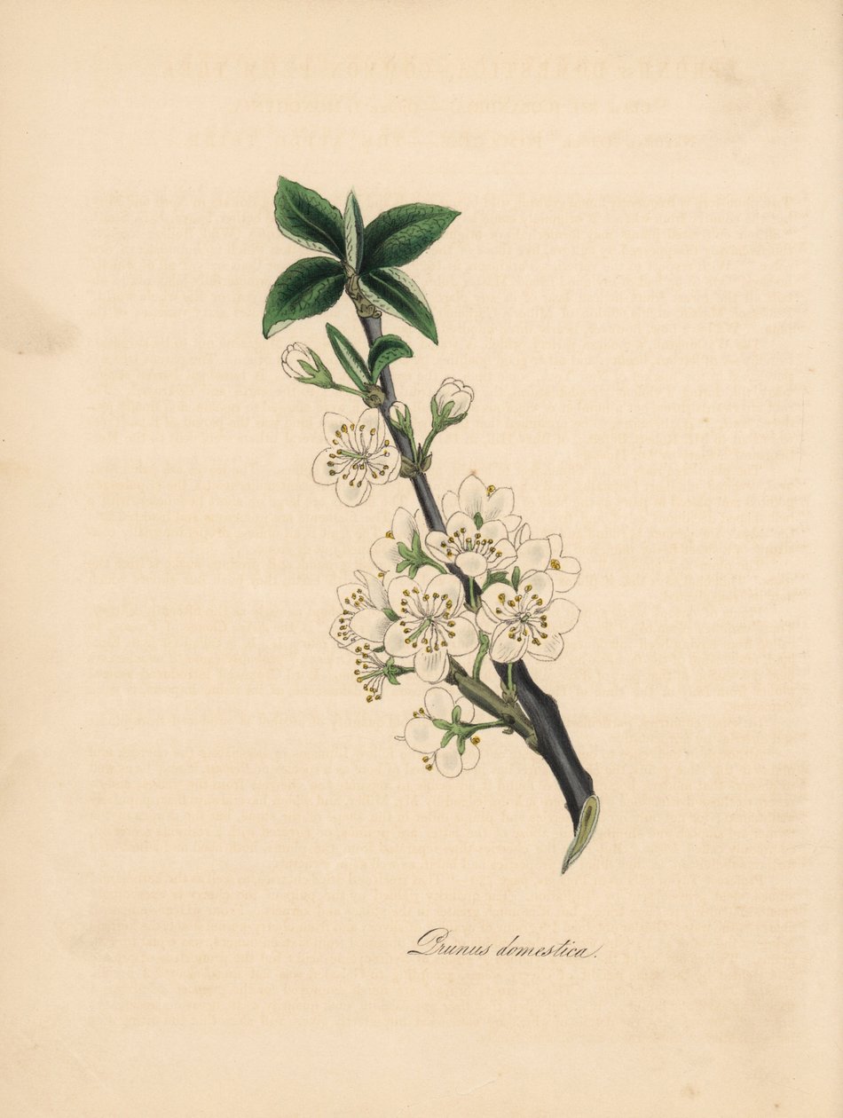 Ameixoeira - Ameixoeira comum, Prunus domestica. Extraído de uma ilustração de James Sowerby de "Medical Botany" de William Woodville. Zincógrafo colorido à mão por C. Chabot desenhado por M. A. Burnett a partir da sua "Plantae Utiliores: ou Ilustrações de de James Sowerby