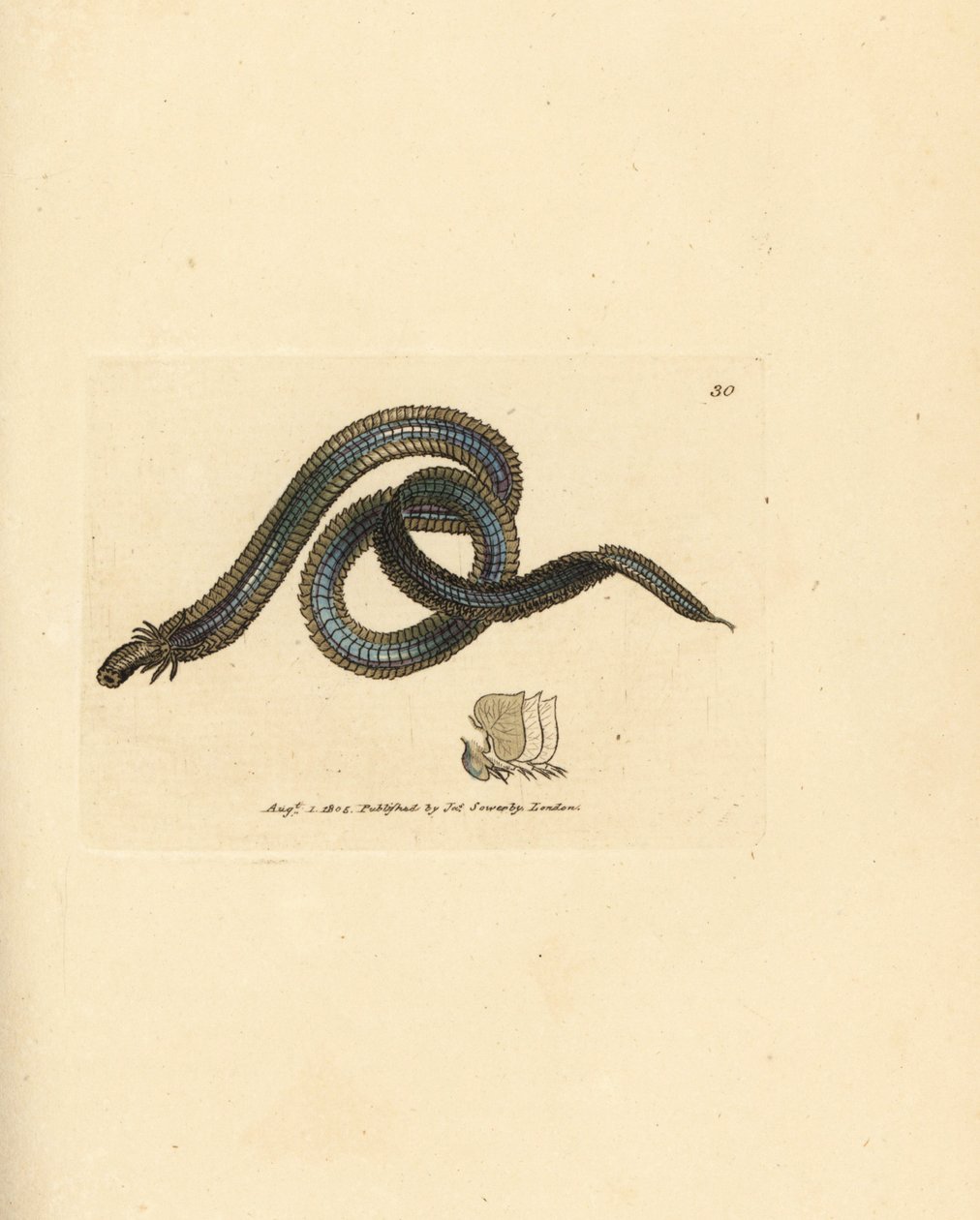 Polychaete worm, Phyllodoce lamelligera (Nereis lamelligera). Gravura em chapa de cobre colorida à mão por James Sowerby de The British Miscellany, ou figuras coloridas de novos, raros, ou pouco conhecidos sujeitos animais. de James Sowerby