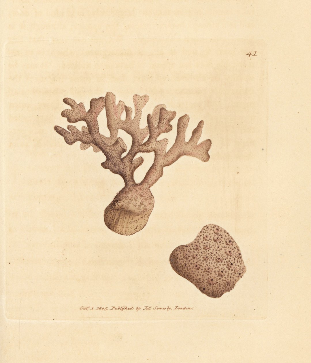Porella compressa (Millepora compressa). Gravura em chapa de cobre colorida à mão por James Sowerby de The British Miscellany, ou figuras coloridas de novos, raros, ou pouco conhecidos sujeitos animais. de James Sowerby