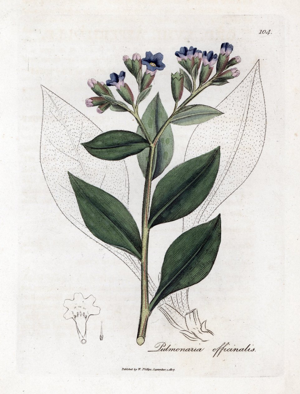 Pulmonary officinale - Lungwort, Pulmonia officinalis. Gravura em chapa de cobre colorida à mão a partir de uma ilustração botânica de James Sowerby de William Woodville e Sir William Jackson Hooker