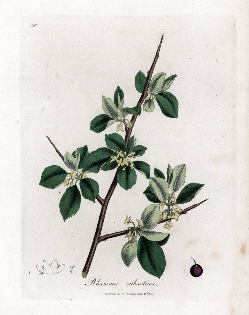 Espinheiro purgativo ou catártico - Espinheiro purgativo, Rhamnus catharticus. Gravura em chapa de cobre colorida à mão a partir de uma ilustração botânica de James Sowerby de William Woodville e Sir William Jackson Hooker