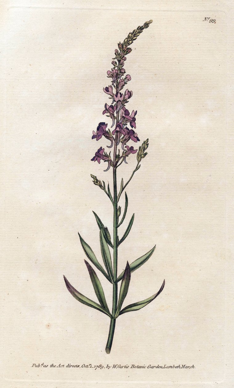 Linar roxo - Litografia de James Sowerby (1757-1822), da revista Botanical de William Curtis (1746-1799) de James Sowerby