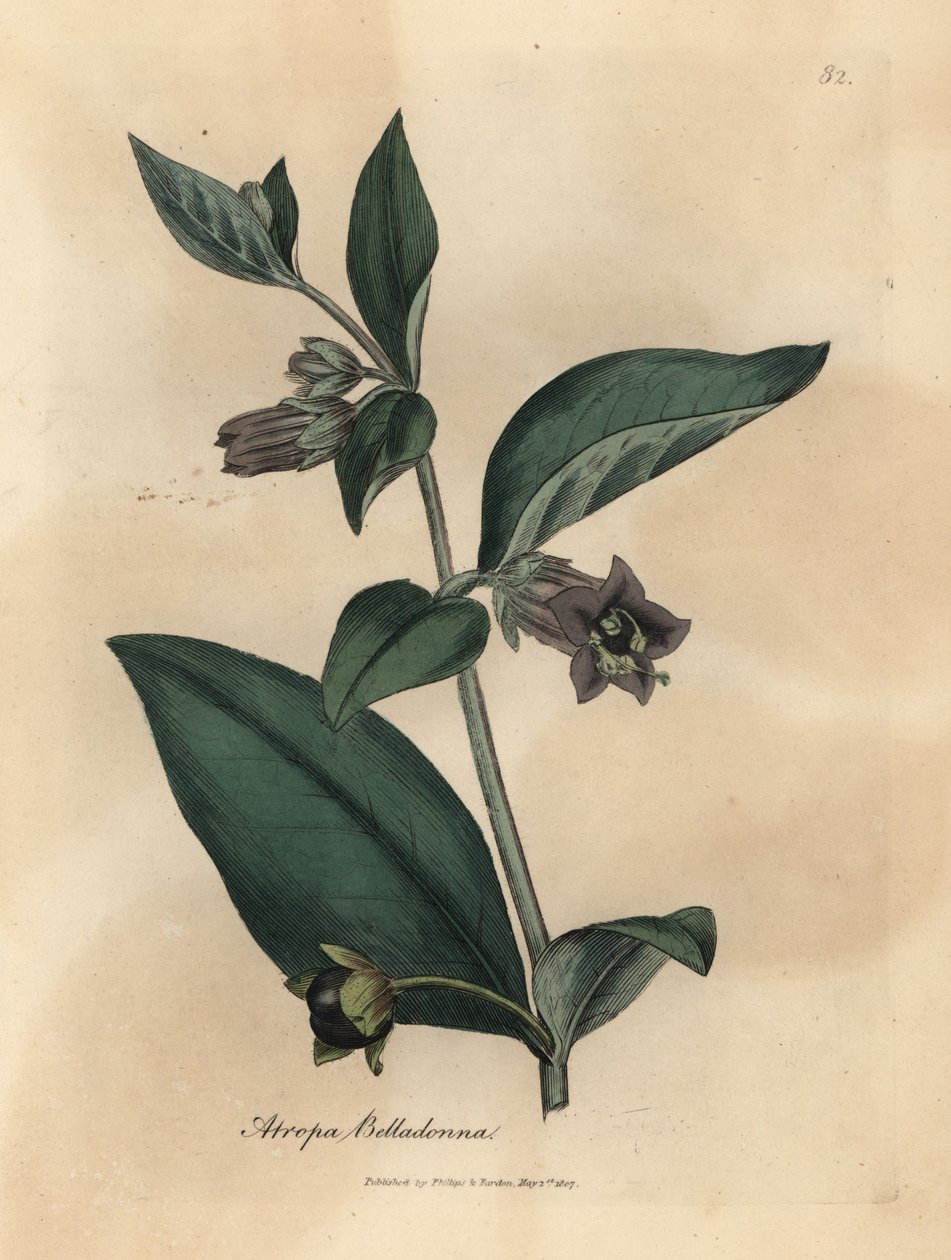 Sombra de cor púrpura florida mortífera, beladona de Atropa de James Sowerby