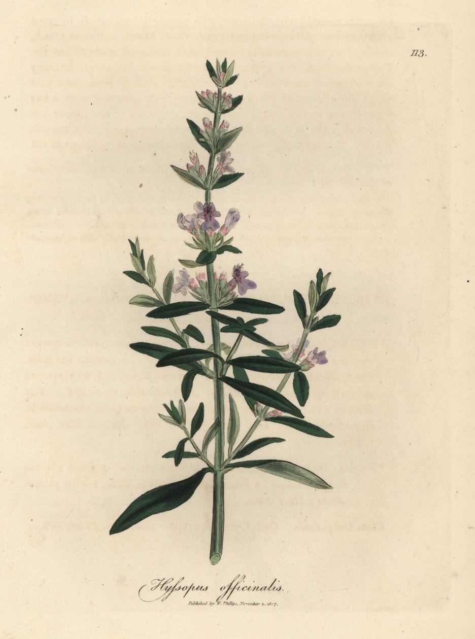 Hyssop florido roxo, Hyssopus officinalis de James Sowerby