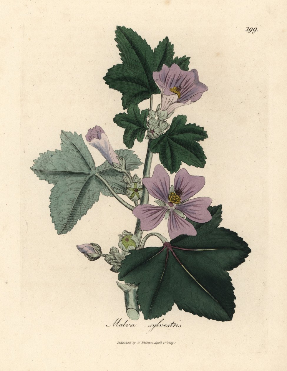 Malva sylvestris, Malva sylvestris de flor púrpura de James Sowerby