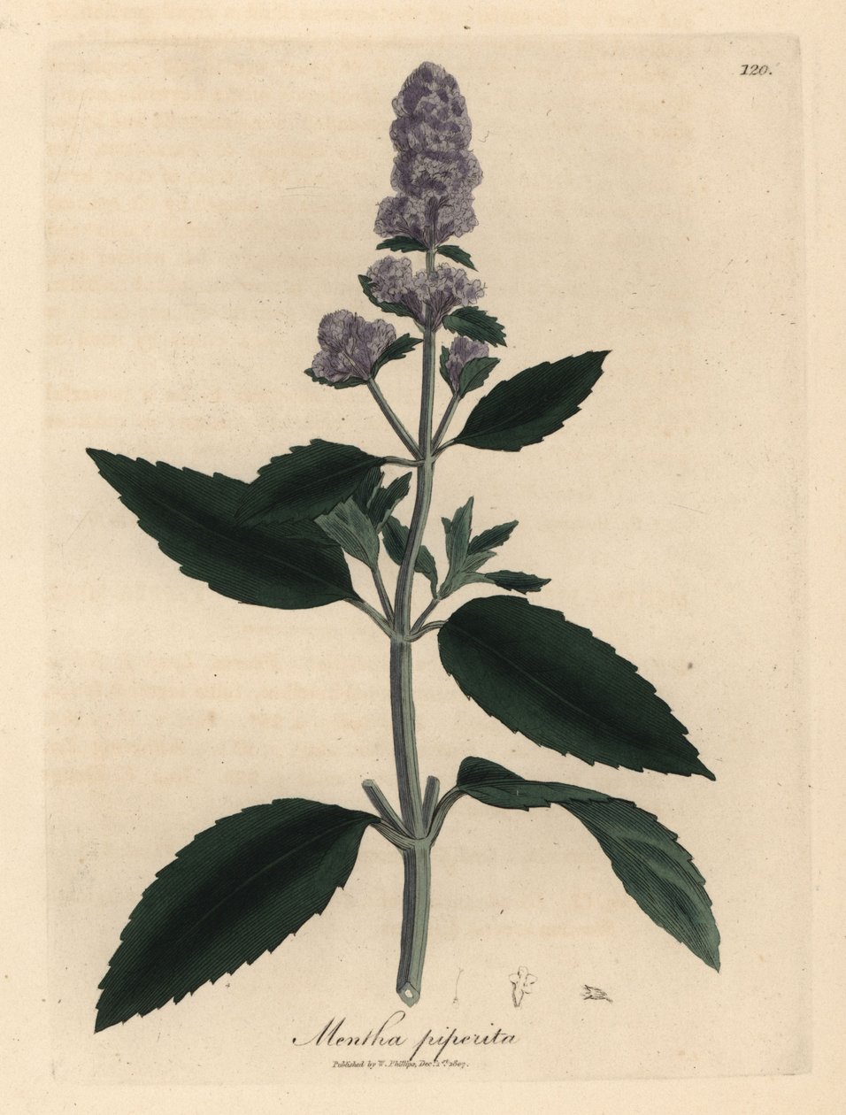 Hortelã-pimenta de flor púrpura, Mentha piperita de James Sowerby