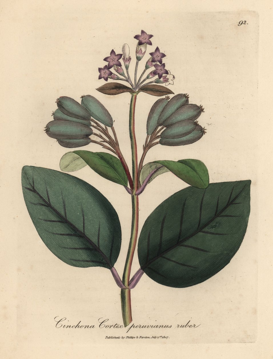Árvore de casca de árvore peruana vermelha florida roxa, Cinchona córtex peruvianus ruber de James Sowerby