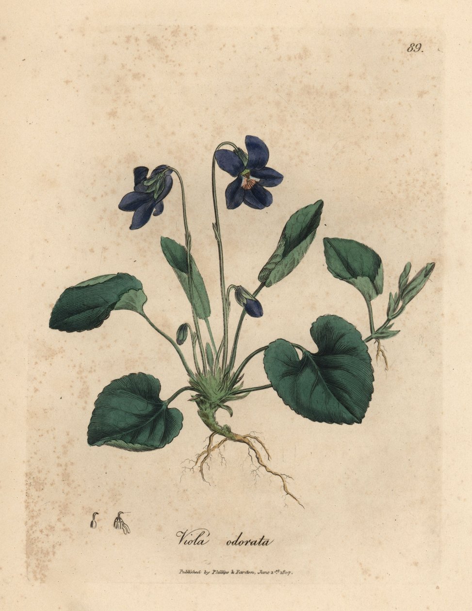 Violeta violeta doce florida púrpura, Viola odorata de James Sowerby