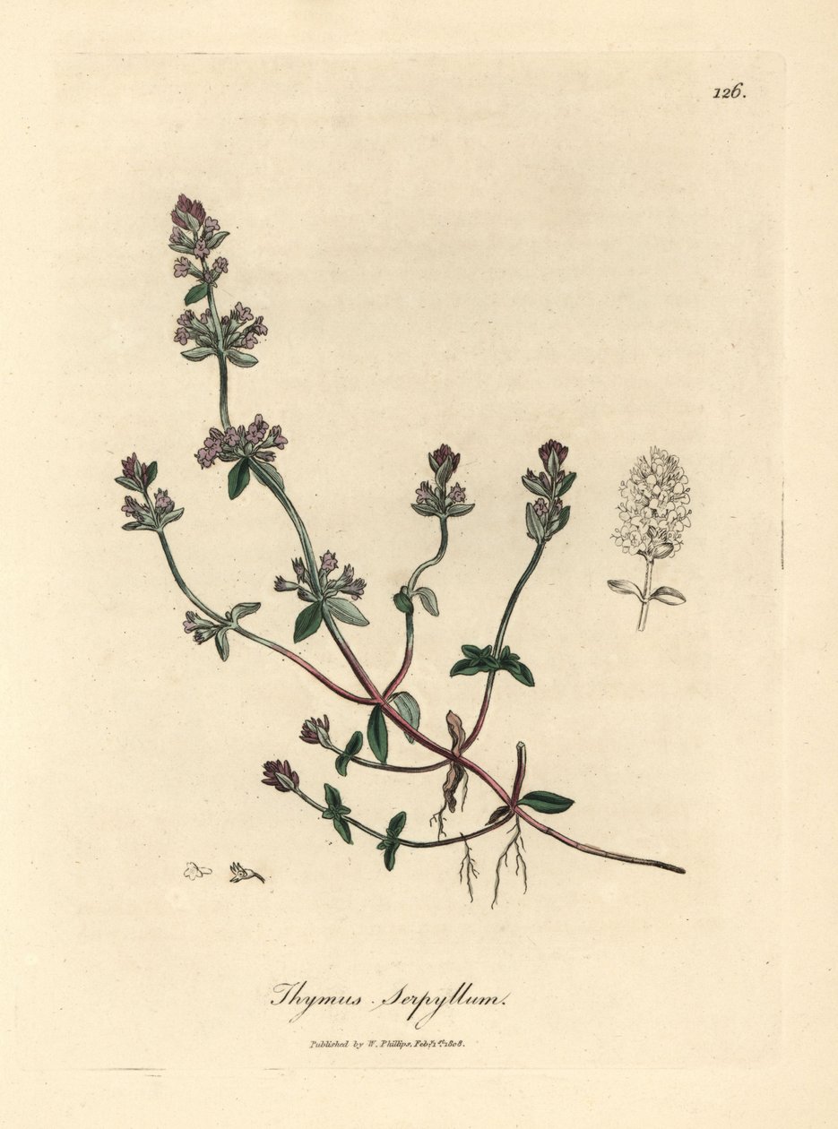 Tomilho selvagem com floração roxa, Thymus serpyllum de James Sowerby