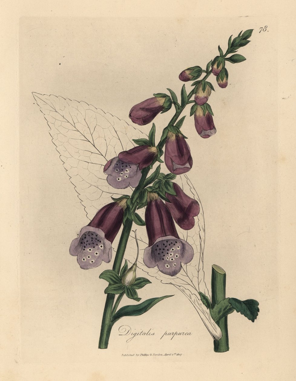 Luva de raposa púrpura, Digitalis purpurea de James Sowerby