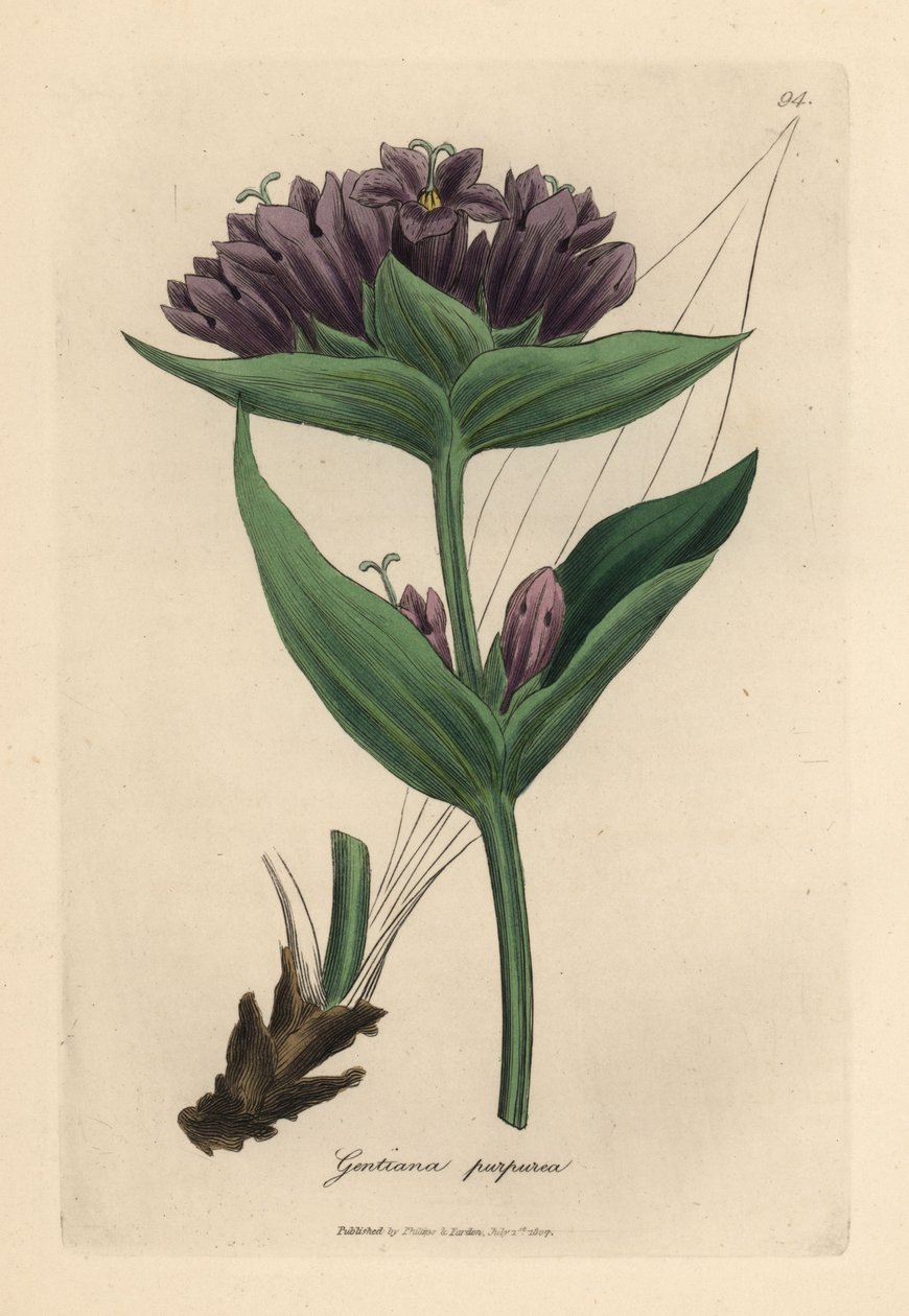 Gentiana púrpura roxa, Gentiana purpurea de James Sowerby
