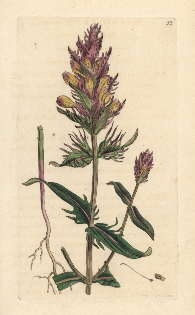 Trigo de vaca roxo ou do campo, Melampyrum arvense Gravura em chapa de cobre colorida à mão depois de uma ilustração de James Sowerby, de James Smith