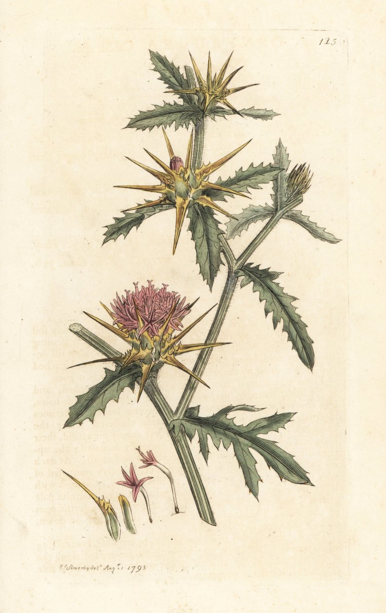 Cardo estrelado roxo, Centaurea calcitrapa (Centauree hatchback, Centauree etoilee ou Star Thistle) Gravura em chapa de cobre colorida à mão depois de uma ilustração de James Sowerby da Botânica Inglesa de James Smith, Londres de James Sowerby