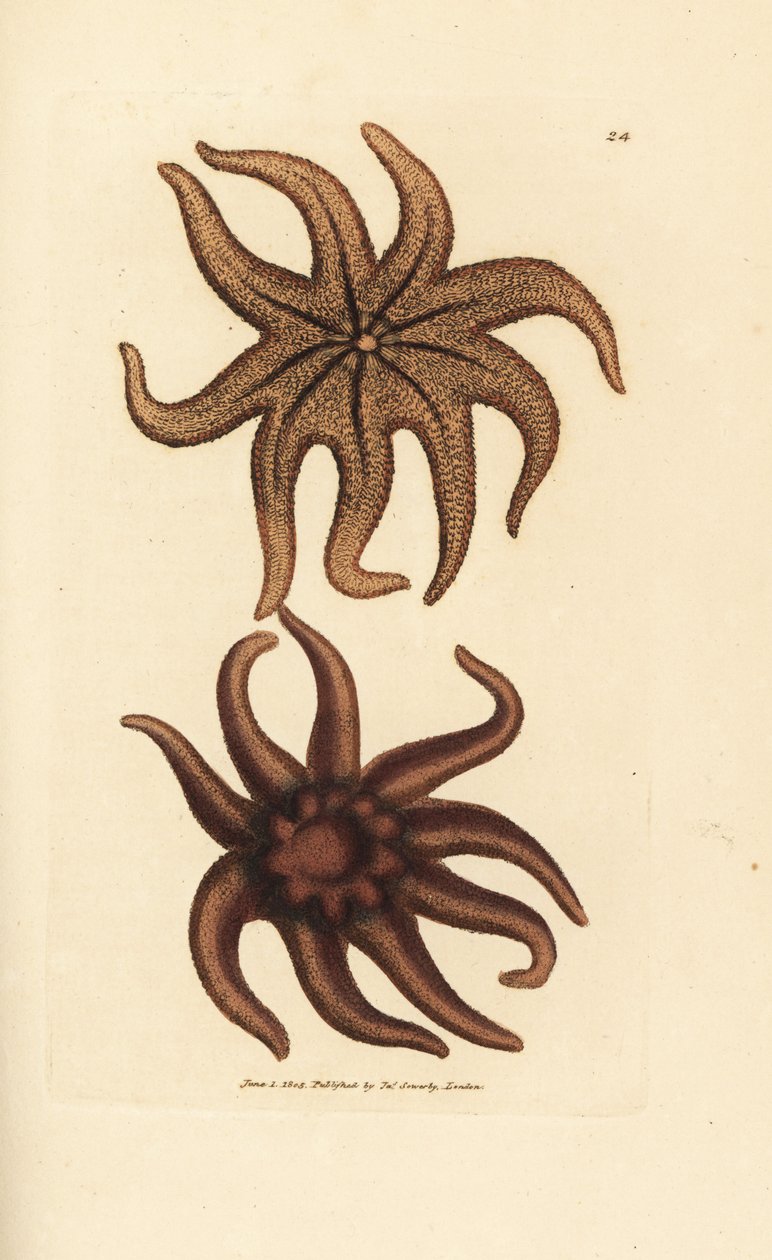 Estrela solar púrpura, Solaster endeca (Estrela-do-mar de nove raios, Asterias endeca). Gravura em chapa de cobre colorida à mão por James Sowerby de The British Miscellany, ou figuras coloridas de novos, raros ou pouco conhecidos súbditos animais. de James Sowerby