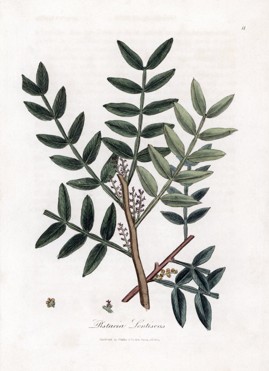 Putty tree ou lentiscus pistachio - Putty tree, Pistacia lentiscus. Gravura em chapa de cobre colorida à mão a partir de uma ilustração botânica de James Sowerby de William Woodville e Sir William Jackson Hooker