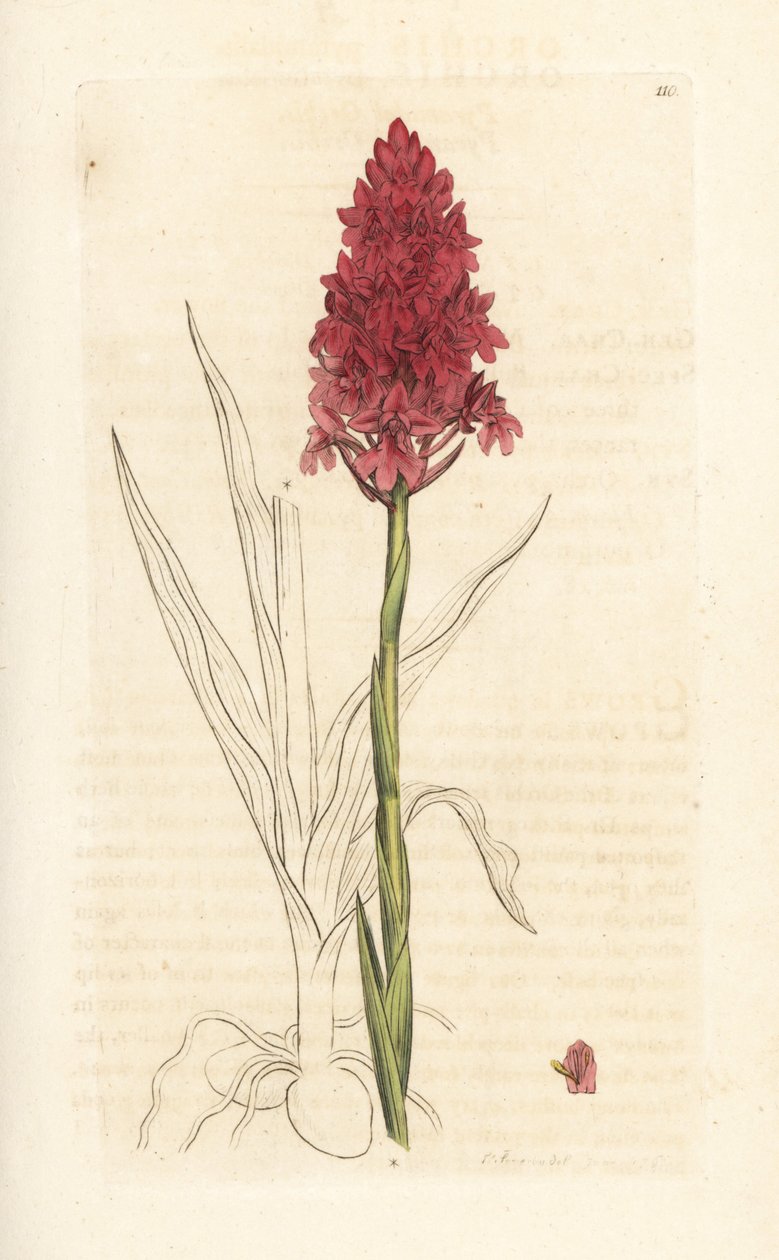 Orquídea em pirâmide, Anacamptis pyramidalis (Orquídea em pirâmide, Orchis pyramidalis). Gravura em chapa de cobre colorida à mão depois de uma ilustração de James Sowerby, de James Smith