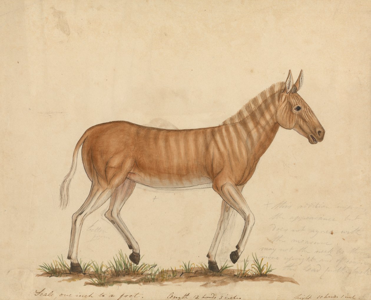 Quagga Zebra de James Sowerby