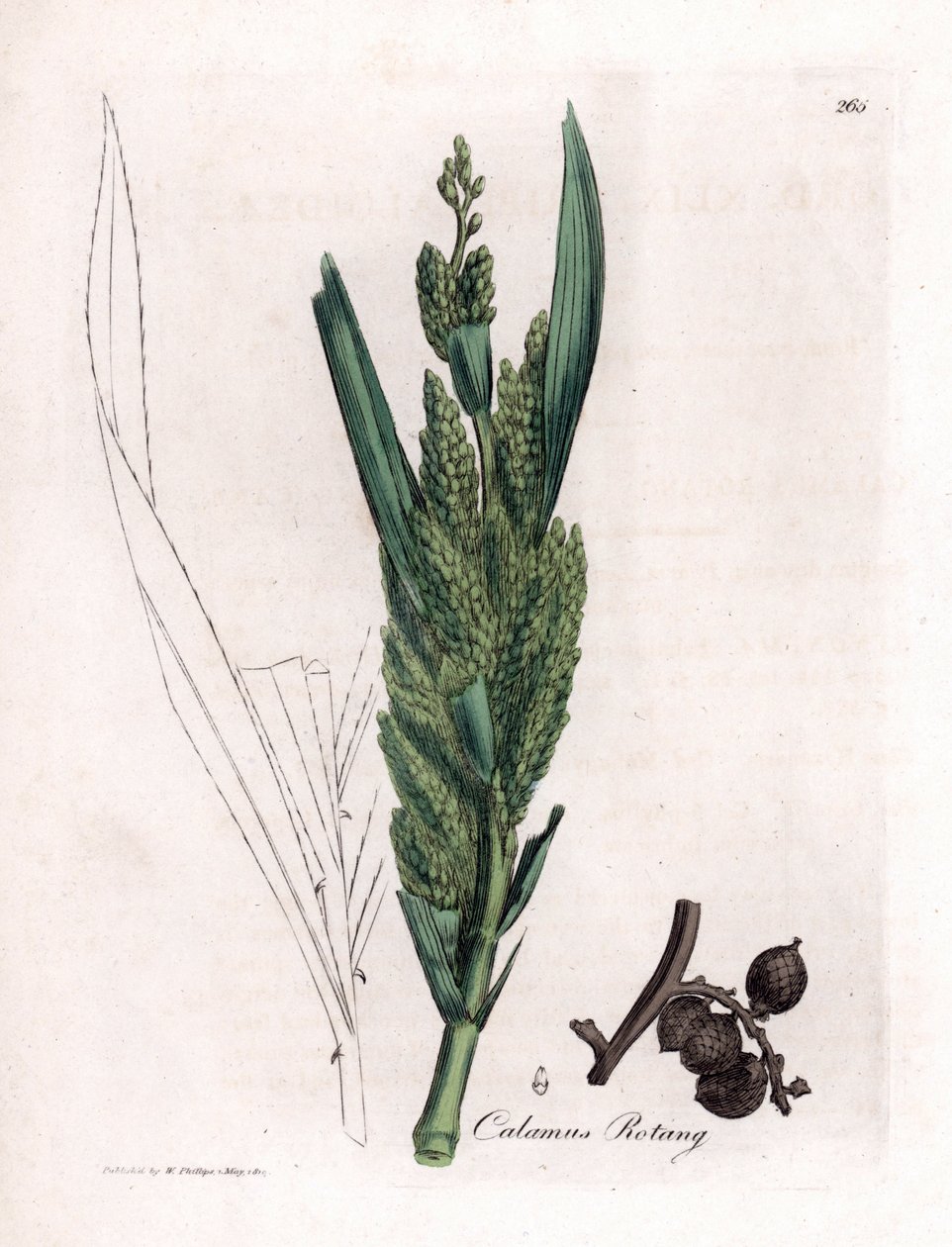Palma de Rattan - Cana Rotang, Calamus rotang. Gravura em chapa de cobre colorida à mão a partir de uma ilustração botânica de James Sowerby de William Woodville e Sir William Jackson Hooker