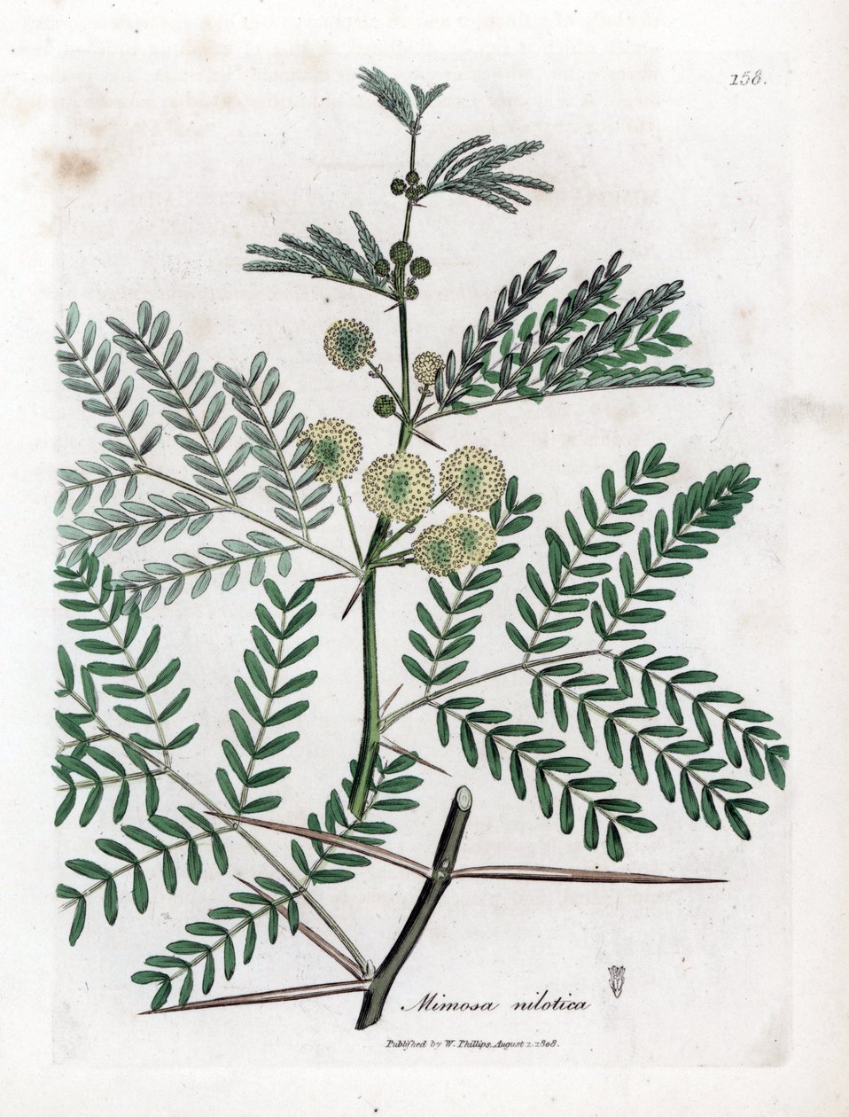 Goma vermelha - Goma arábica, Acacia nilotica. Gravura em chapa de cobre colorida à mão a partir de uma ilustração botânica de James Sowerby de William Woodville e Sir William Jackson Hooker
