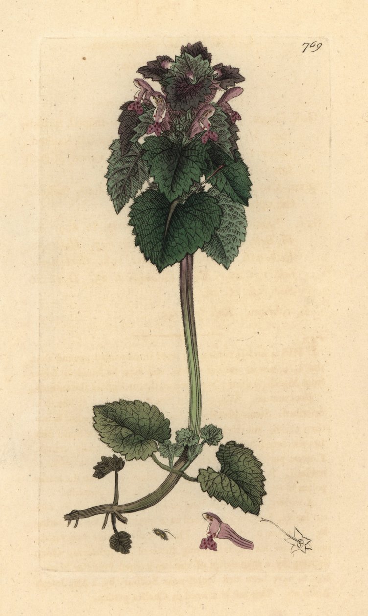 Deadnettle vermelho, Lamium purpureum Gravura em chapa de cobre colorida à mão depois de um desenho de James Sowerby para James Smith