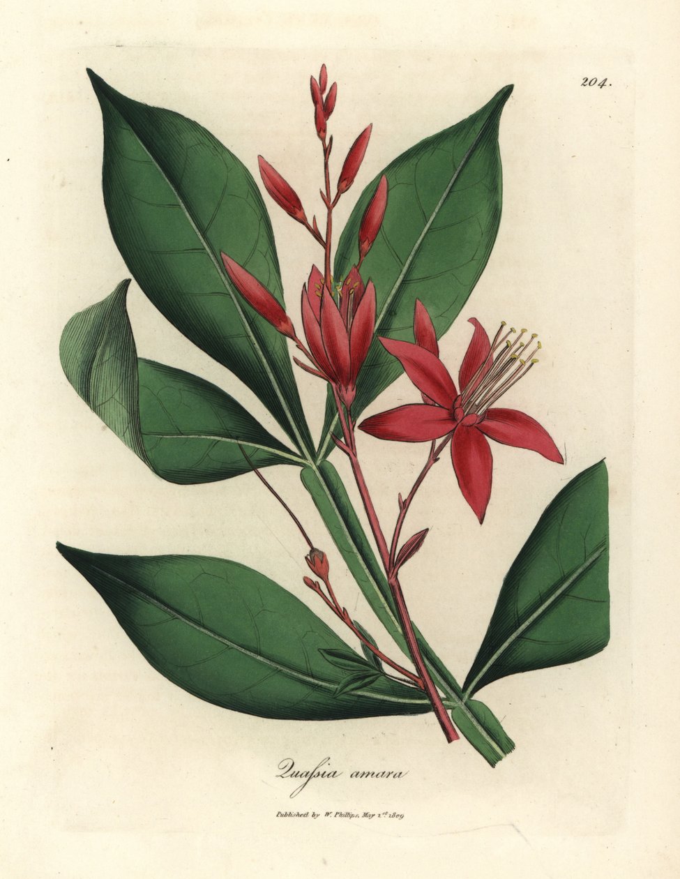 Quassia amara vermelha florida amarga, Quassia amara de James Sowerby