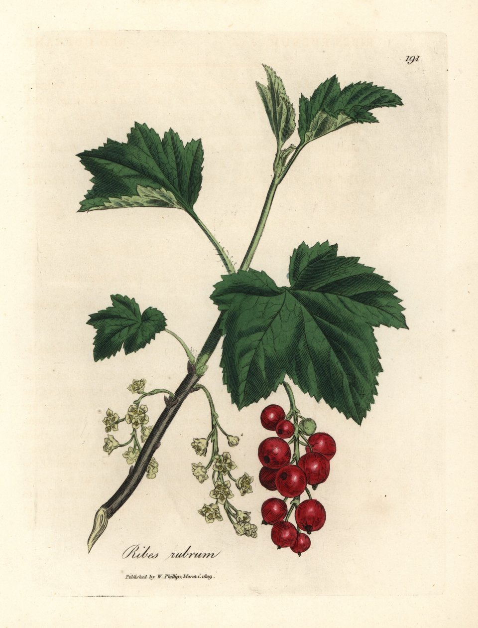 Groselha vermelha, rubrum de costelas de James Sowerby