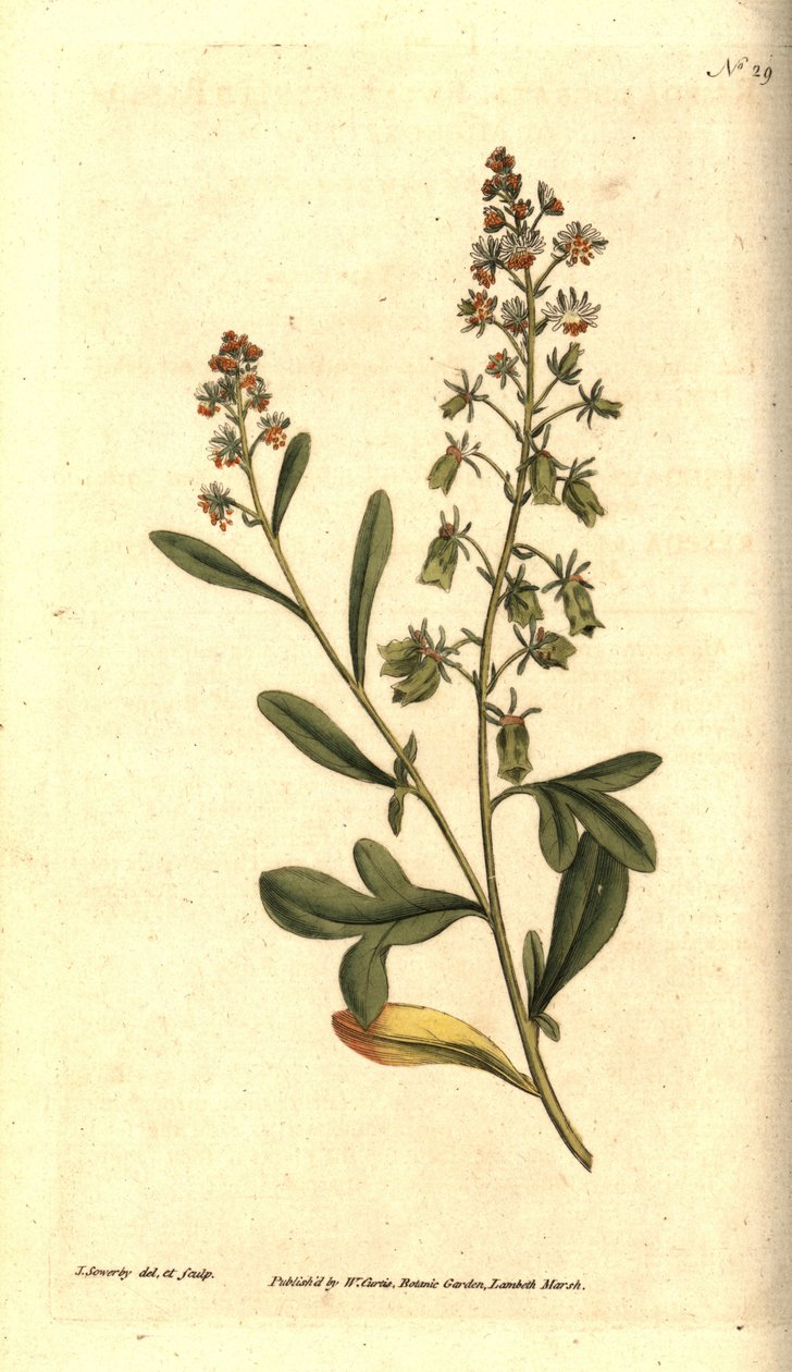 Reseda odorante - reseda ou mignonette com cheiro doce, Reseda odorata. Gravura e ilustração botânica de James Sowerby de The Botanical Magazine de William Curtis, Lambeth Marsh, Londres de James Sowerby