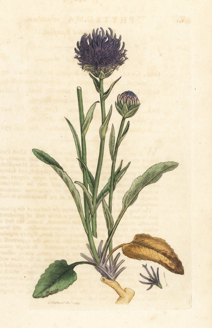 Ravião de cabeça redonda, Phyteuma orbiculare (Phyteuma orbicularis) (Orbicular Rapunzel) Gravura em chapa de cobre colorida à mão depois de uma ilustração de James Sowerby da revista inglesa Botany de James Smith, Londres de James Sowerby