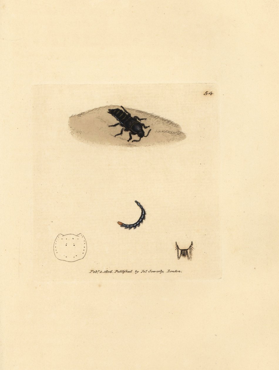 Rove beetle, Velleius dilatatus (Staphylinus serrilhado, Staphylinus concolor). Gravura em chapa de cobre colorida à mão por James Sowerby de The British Miscellany, ou figuras coloridas de novos, raros ou pouco conhecidos súbditos animais. de James Sowerby