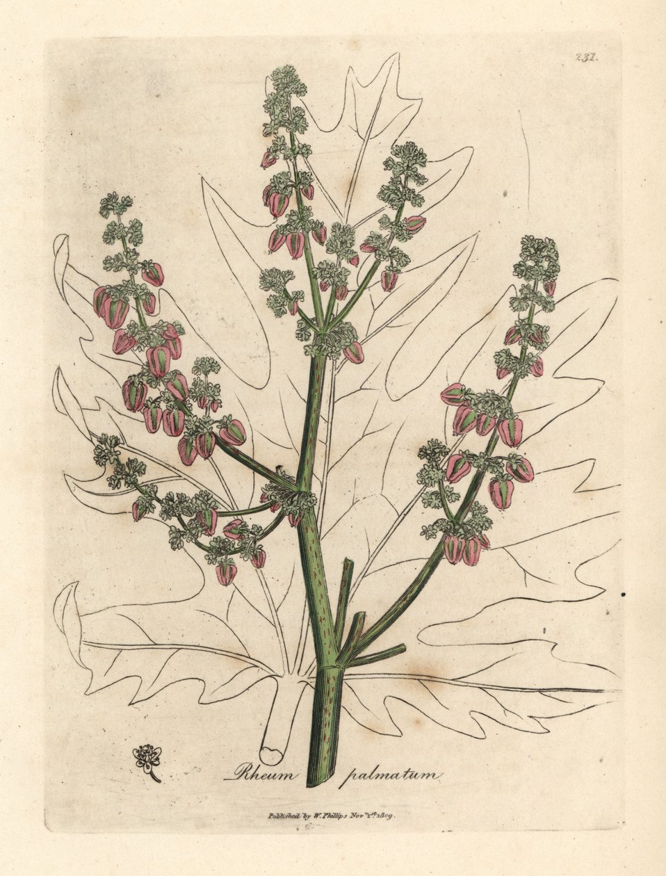 Flores e talo de rubarbo, contorno de folhas, Rheum palmatum de James Sowerby