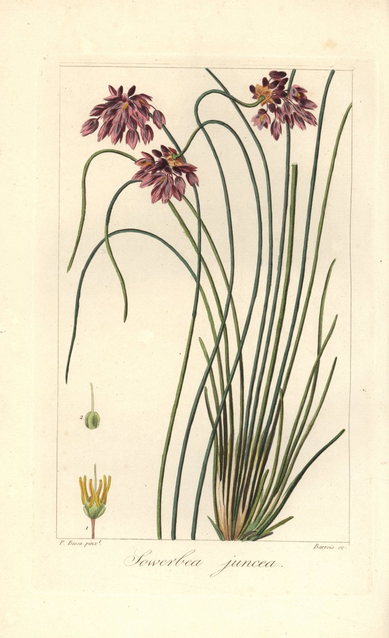 Rush lírio, Sowerbaea juncea, nativo da Austrália. Nomeado para o artista botânico James Sowerby. Gravura em cobre de uma ilustração botânica de Pancrace Bessa de Mordant de Launay, "Herbier General de l