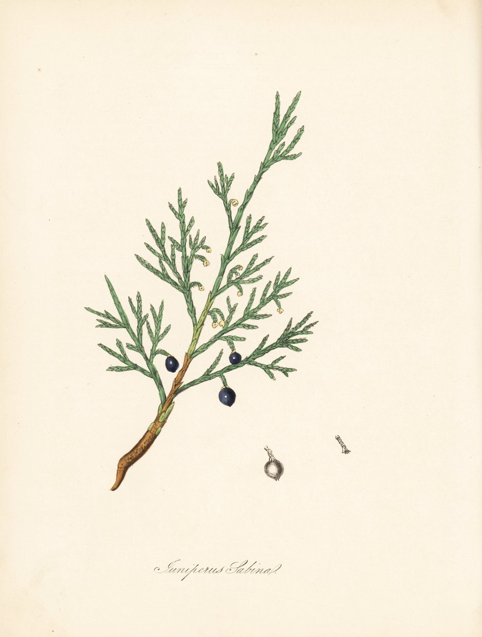 Sabine zimbro - Cerrado comum ou zimbro savina, Juniperus sabina. Extraído de uma ilustração de James Sowerby de William Woodville e de Sir William Jackson Hooker, "Medical Botany". Zincógrafo colorido à mão por C. Chabot, desenhado por Miss M. A. Burnett  de James Sowerby