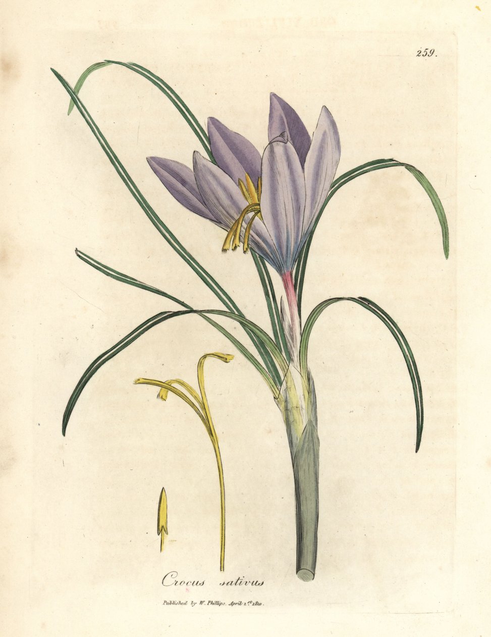 Crocodilo açafrão, Crocodilo sativus de James Sowerby