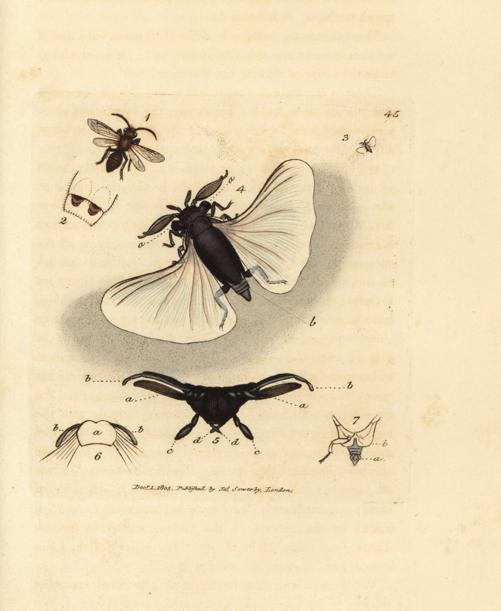 Parasita das abelhas da areia, Stylops melittae. Gravura em chapa de cobre colorida à mão por James Sowerby de The British Miscellany, ou figuras coloridas de novos, raros, ou pouco conhecidos sujeitos animais. de James Sowerby