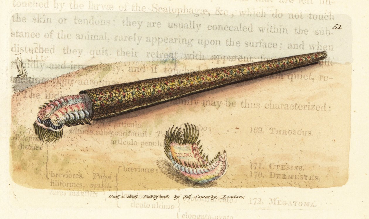 Anelídeo de construção de tubos de areia, Pectinaria belgica (Nereis pectinata). Gravura em chapa de cobre colorida à mão por James Sowerby de The British Miscellany, ou figuras coloridas de novos, raros, ou pouco conhecidos sujeitos animais. de James Sowerby