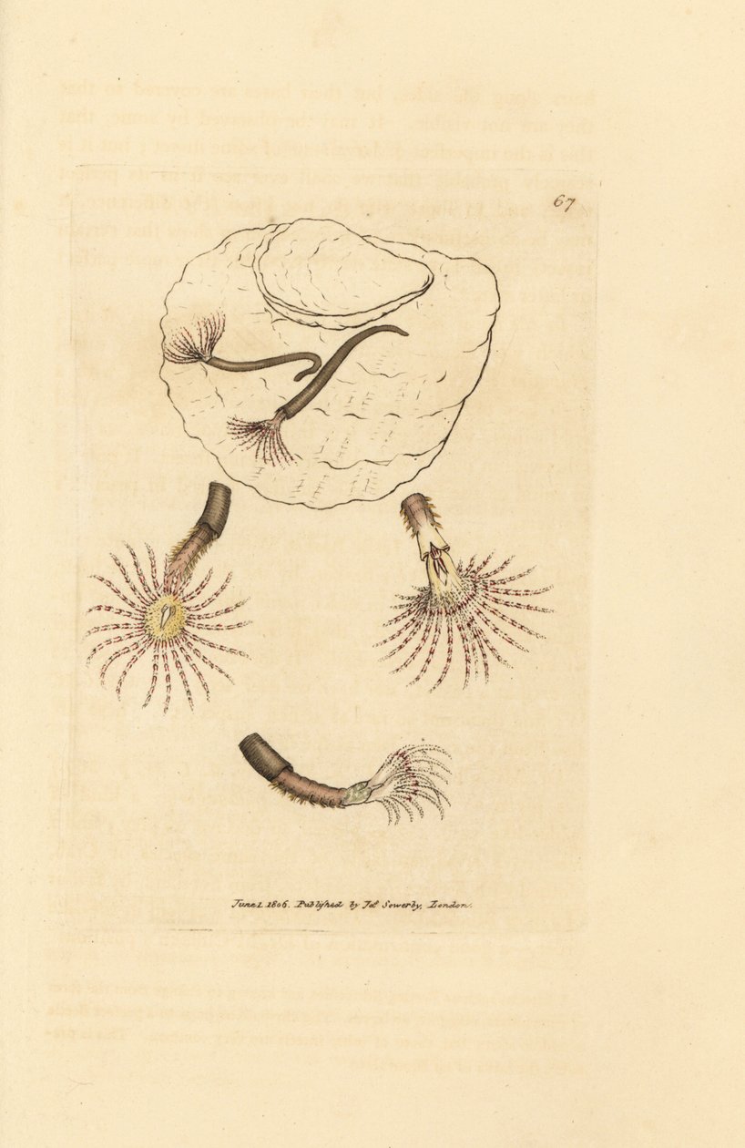 Vermes da areia com apalpadores carmesim, Amphitrite rosea. Gravura em chapa de cobre colorida à mão por James Sowerby de The British Miscellany, ou figuras coloridas de novos, raros, ou pouco conhecidos sujeitos animais. de James Sowerby