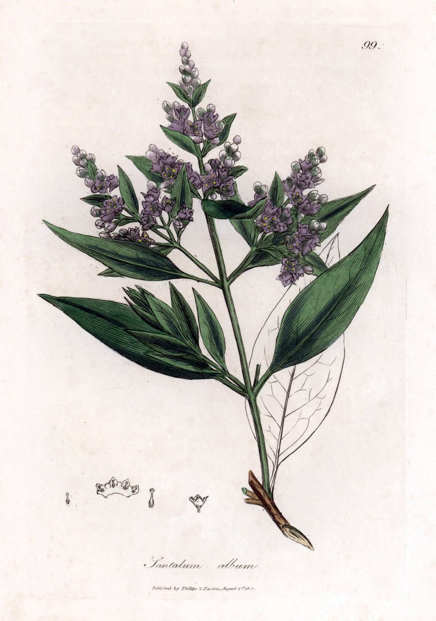 Sândalo - sândalo indiano, álbum Santalum. Vulnerável. Gravura em chapa de cobre colorida à mão a partir de uma ilustração botânica de James Sowerby de William Woodville e Sir William Jackson Hooker