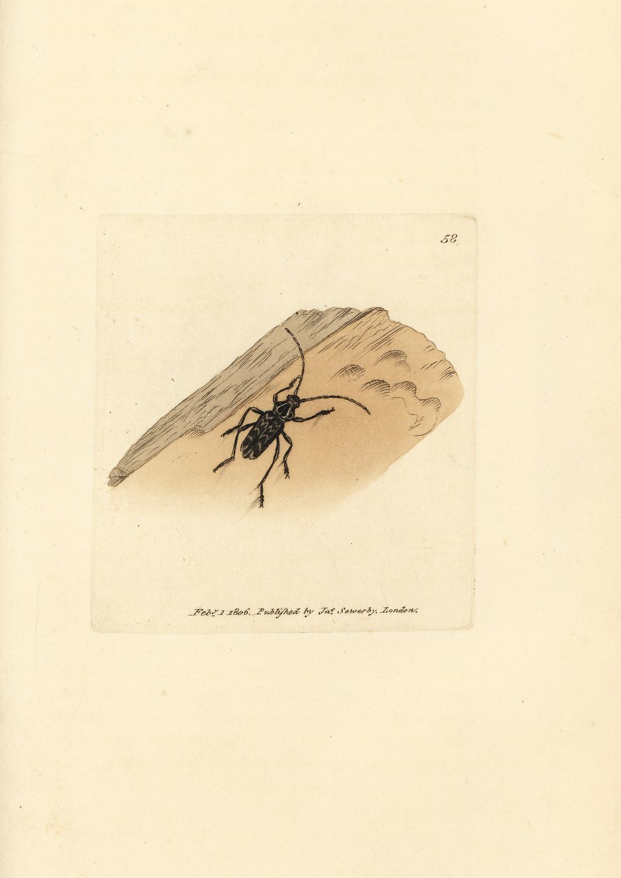 Sarosesthes fulminans beetle (Cerambyx fulminans). Gravura em chapa de cobre colorida à mão por James Sowerby de The British Miscellany, ou figuras coloridas de novos, raros, ou pouco conhecidos sujeitos animais. de James Sowerby