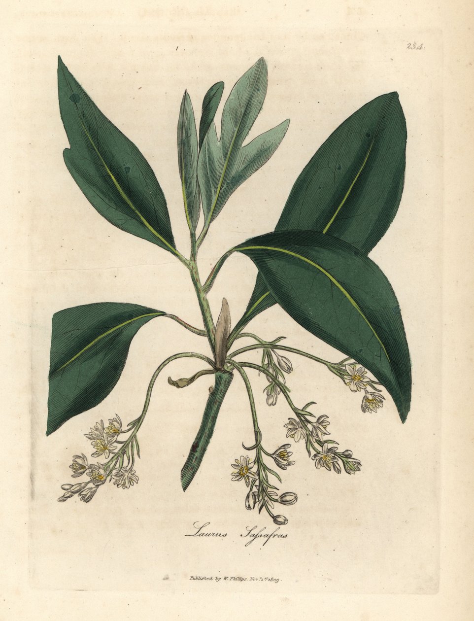 Sassafras árvore, Laurus sassafras de James Sowerby