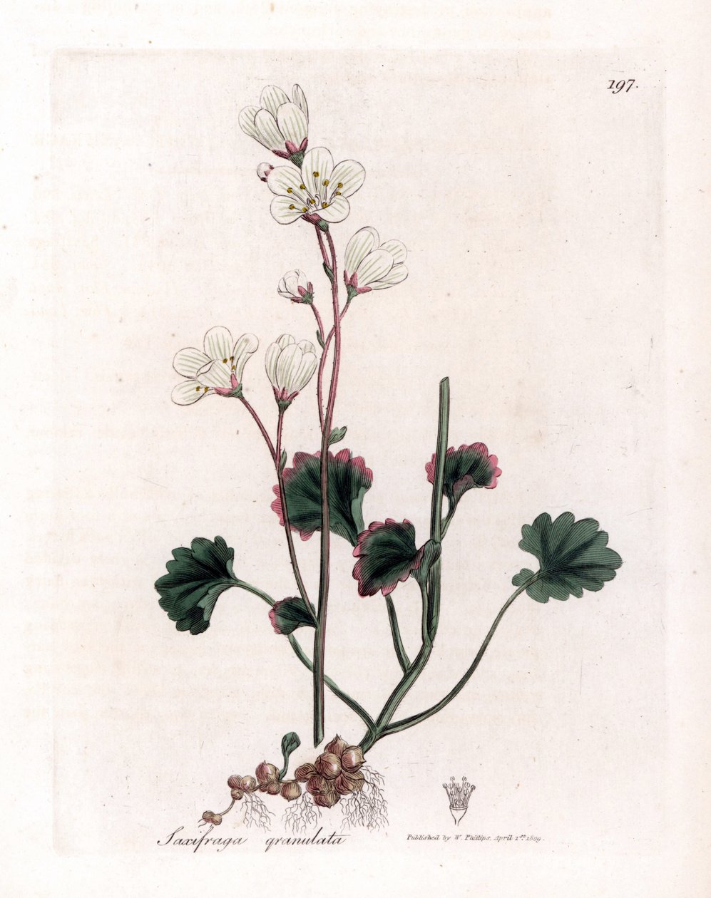 Saxifrage granulee ou bulbbles - Saxifrage branco, Saxifraga granulata. Gravura em chapa de cobre colorida à mão a partir de uma ilustração botânica de James Sowerby de William Woodville e Sir William Jackson Hooker