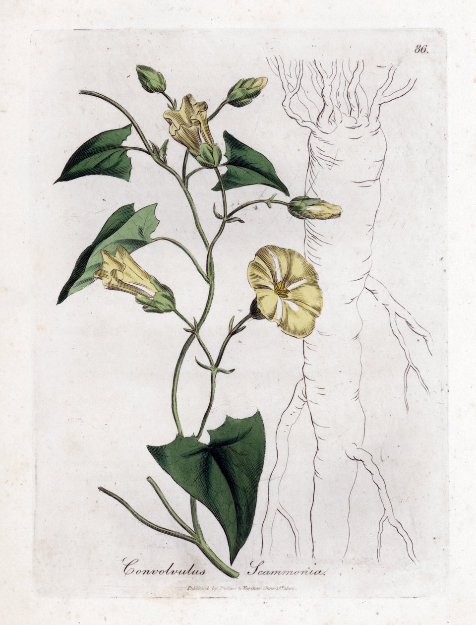 Scamonee - Scammony bindweed, Convolvulus scammonia. Gravura em chapa de cobre colorida à mão a partir de uma ilustração botânica de James Sowerby de William Woodville e Sir William Jackson Hooker