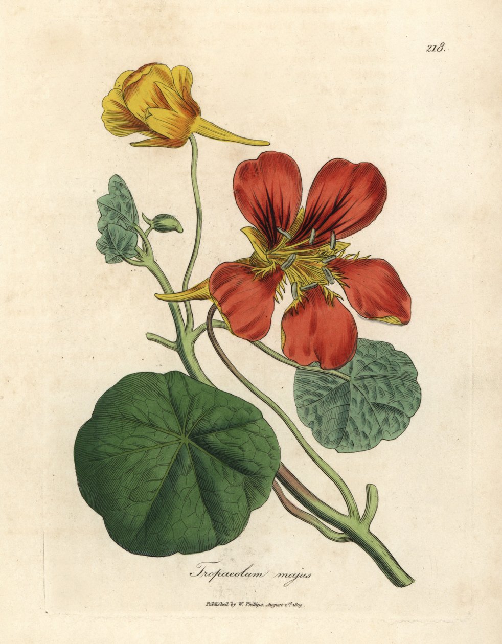 Escarlate e amarelo florido maior agrião indiano, Tropaeolum majus de James Sowerby