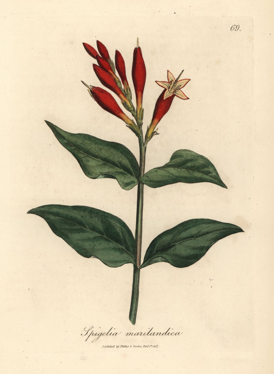Flor de escarlate rosa indiano, Spigelia marilandica de James Sowerby