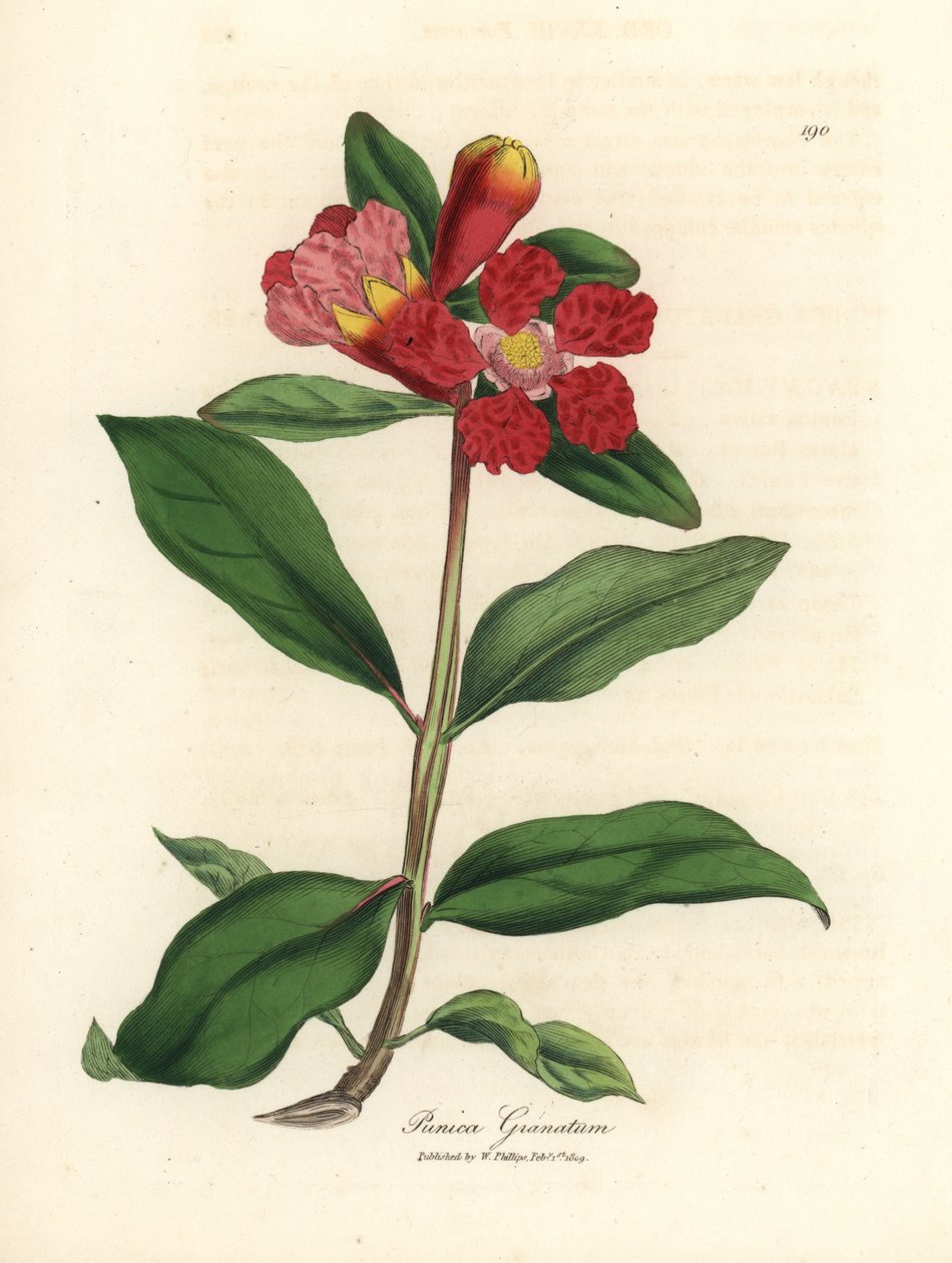 Romãzeira escarlate florida, Punica granatum de James Sowerby