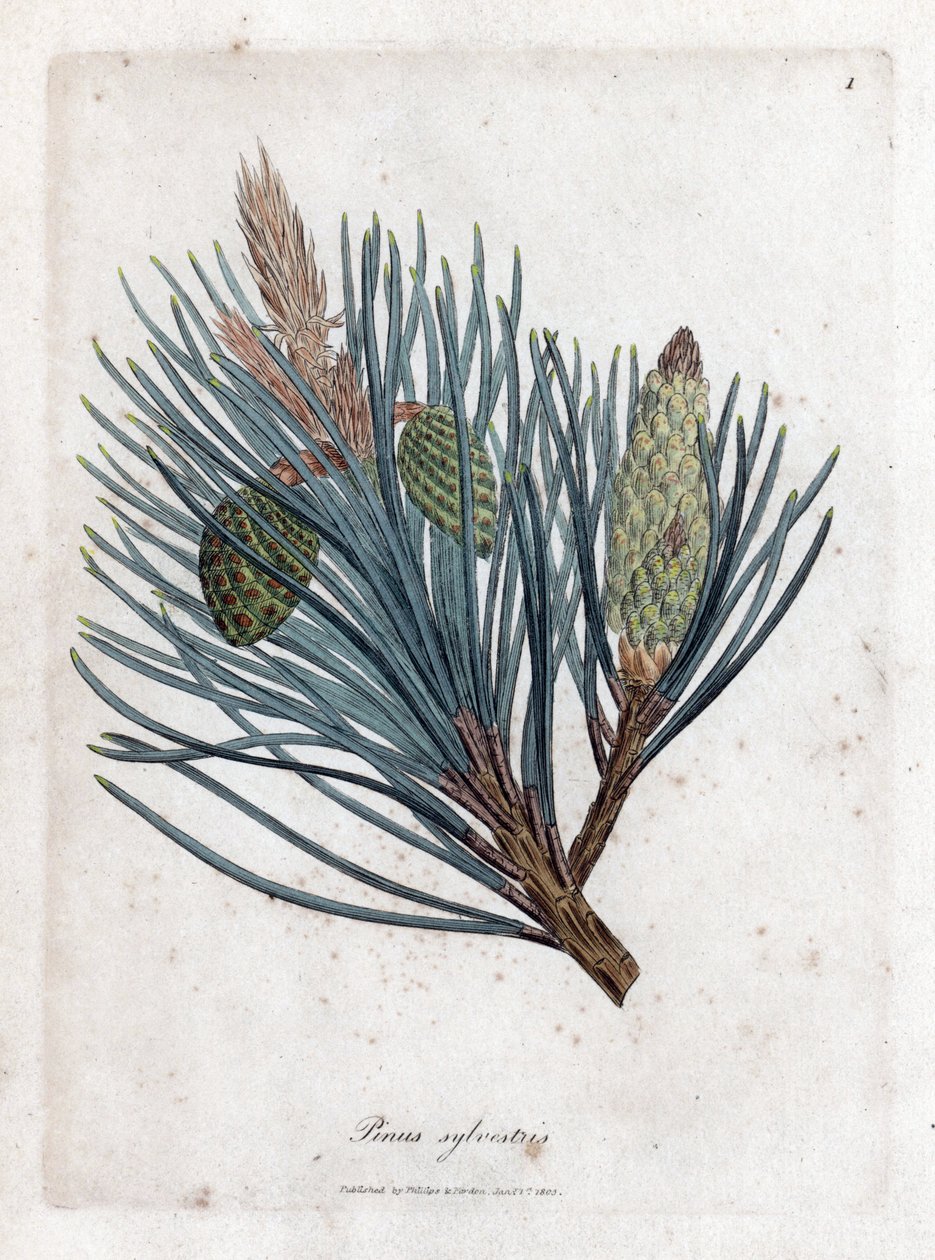 Pinheiro escocês - pinheiro escocês ou pinheiro escocês, Pinus sylvestris. Gravura em chapa de cobre colorida à mão a partir de uma ilustração botânica de James Sowerby de William Woodville e Sir William Jackson Hooker