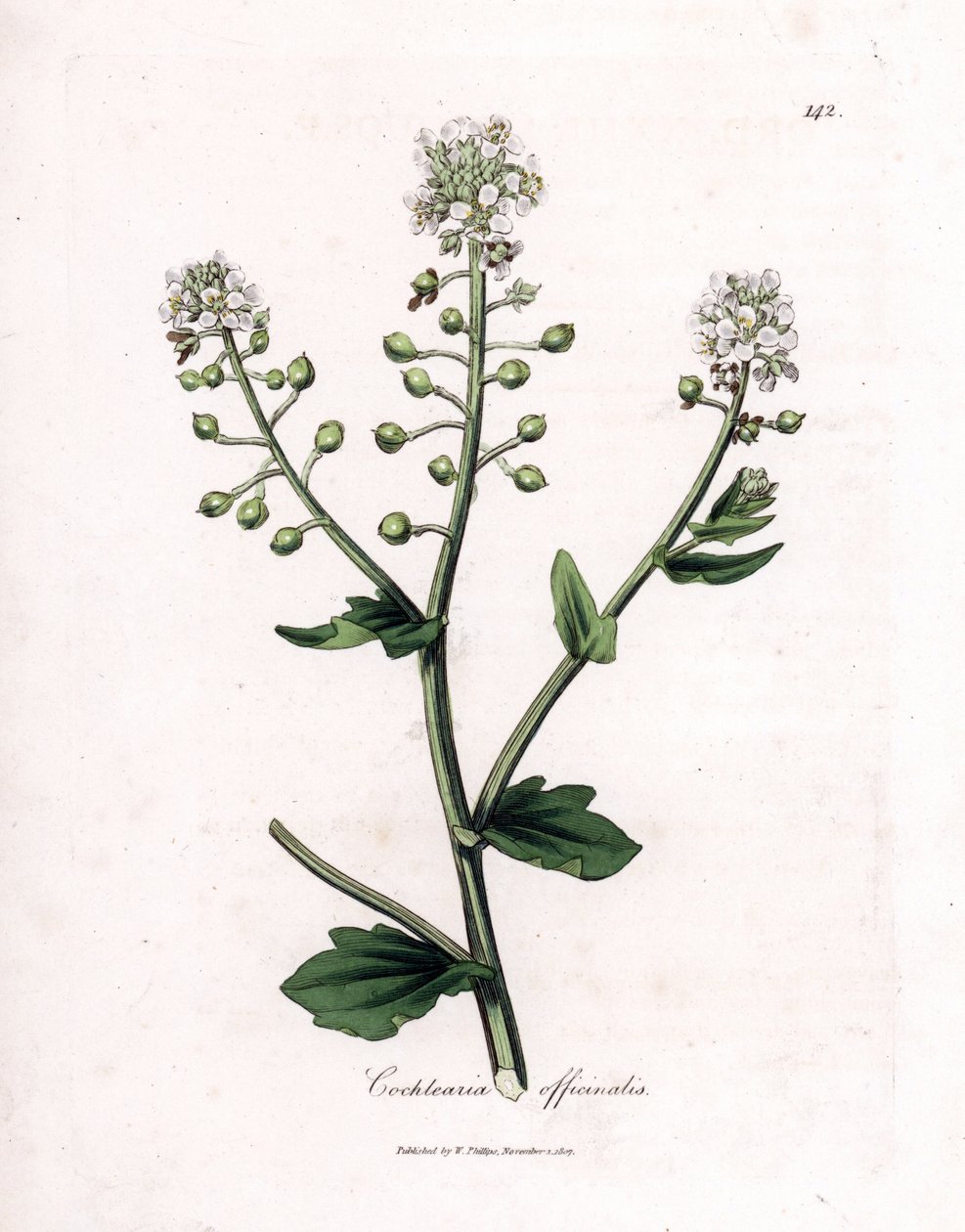 Scurvygrass, Cochlearia officinalis. Gravura em chapa de cobre colorida à mão a partir de uma ilustração botânica de James Sowerby de William Woodville e Sir William Jackson Hooker