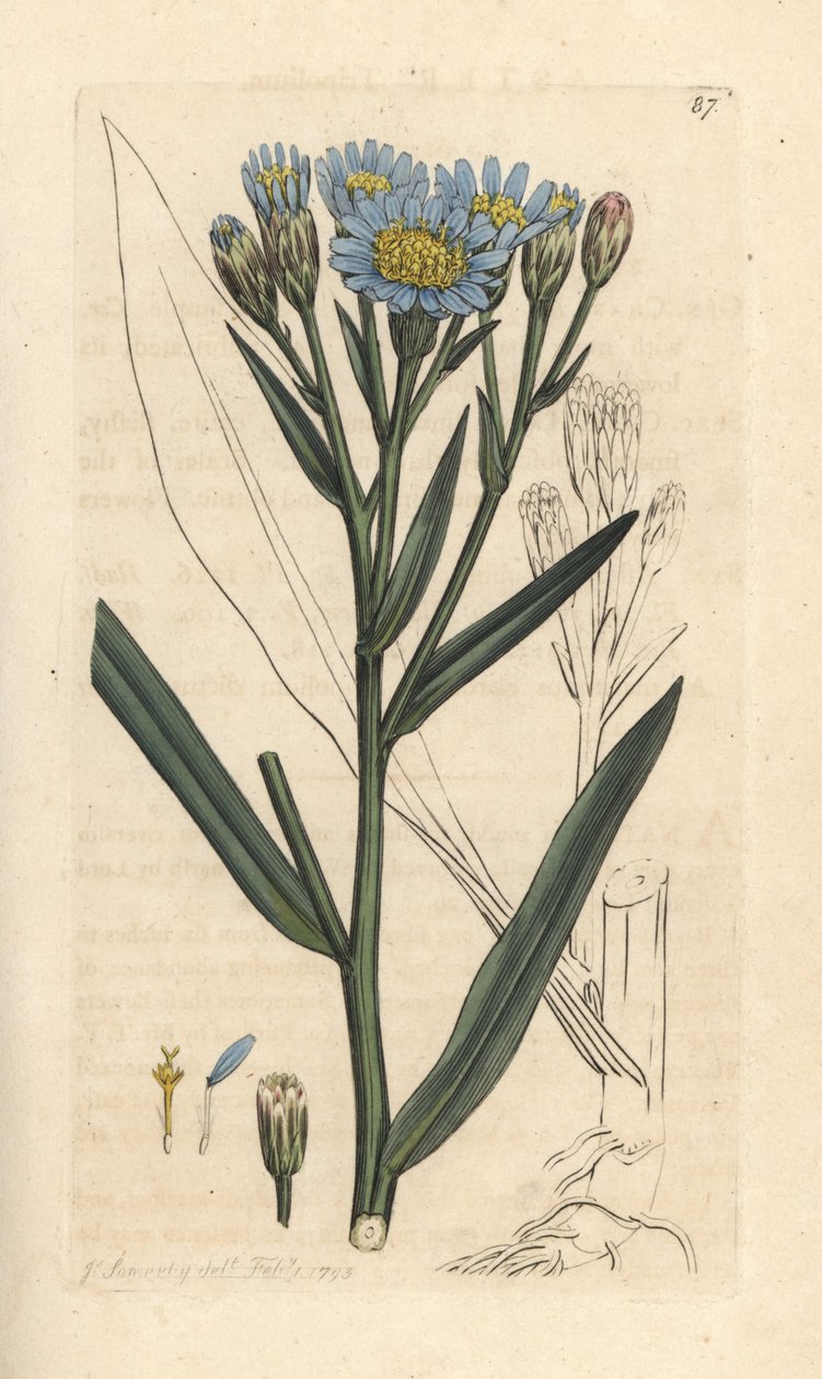 Sea aster, Tripolium pannonicum subsp. tripolium (Sea starwort, Aster tripolium) (Aster maritime) Gravação em chapa de cobre colorida à mão depois de uma ilustração de James Sowerby de James Smith