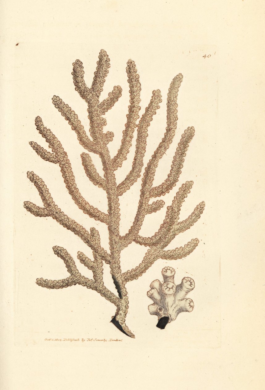 Fã do mar, espécies de Gorgonia (Gorgonia esguia, Gorgonia viminalis?). Gravura em chapa de cobre colorida à mão por James Sowerby de The British Miscellany, ou figuras coloridas de novos, raros, ou pouco conhecidos sujeitos animais. de James Sowerby