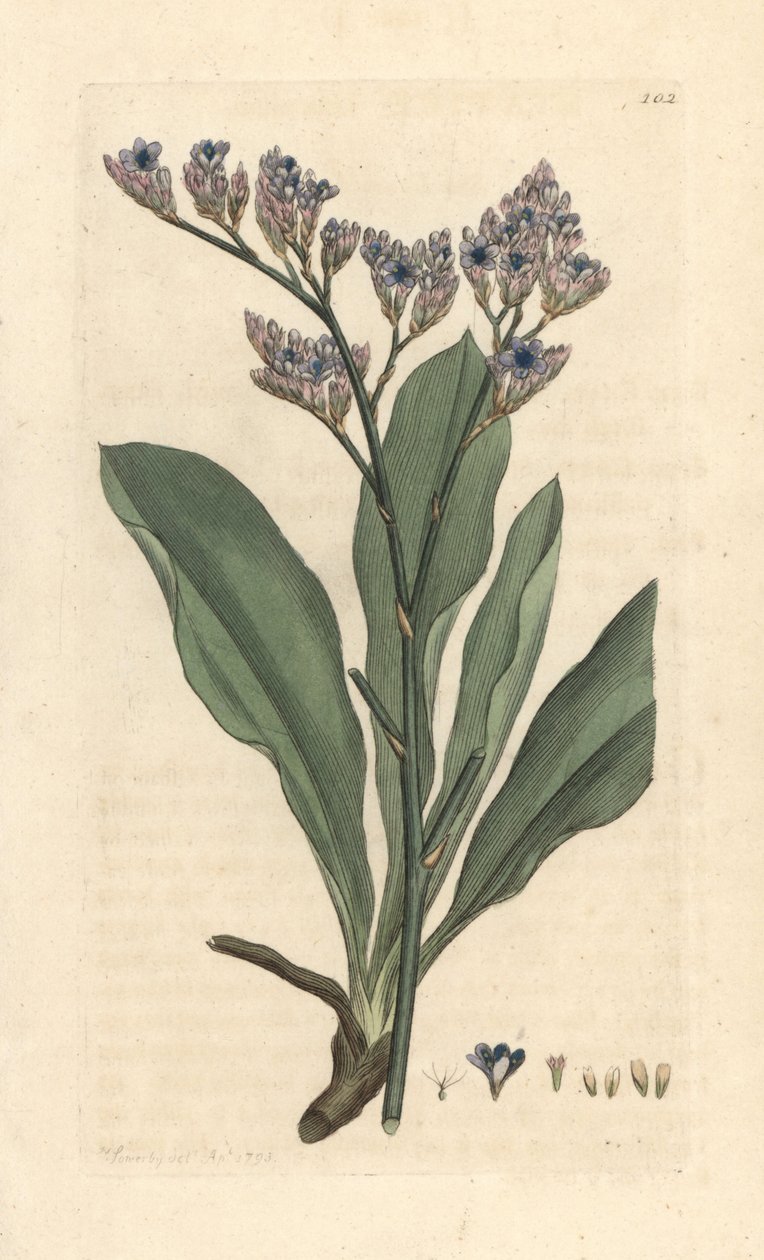 Lavanda marinha, Limonium vulgare (Statice limonium) (lavanda marinha) Gravura em chapa de cobre colorida à mão depois de uma ilustração de James Sowerby de James Smith